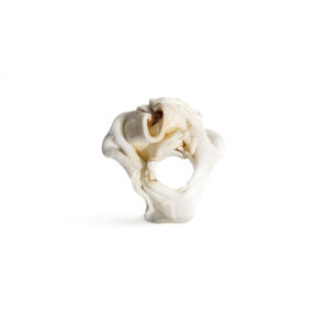 Hazel ring